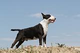 BULL TERRIER 001